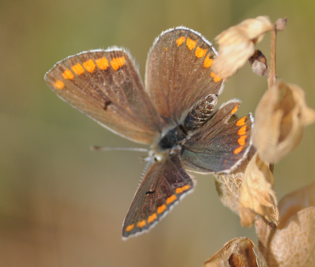 Aricia artaxerxes ??? Aricia sp., Lycaenidae